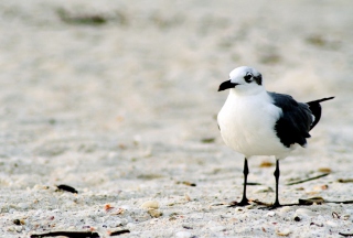 Seagull On The Beach - Obrázkek zdarma 