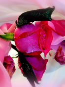 Fondo de pantalla Beautiful Roses 132x176