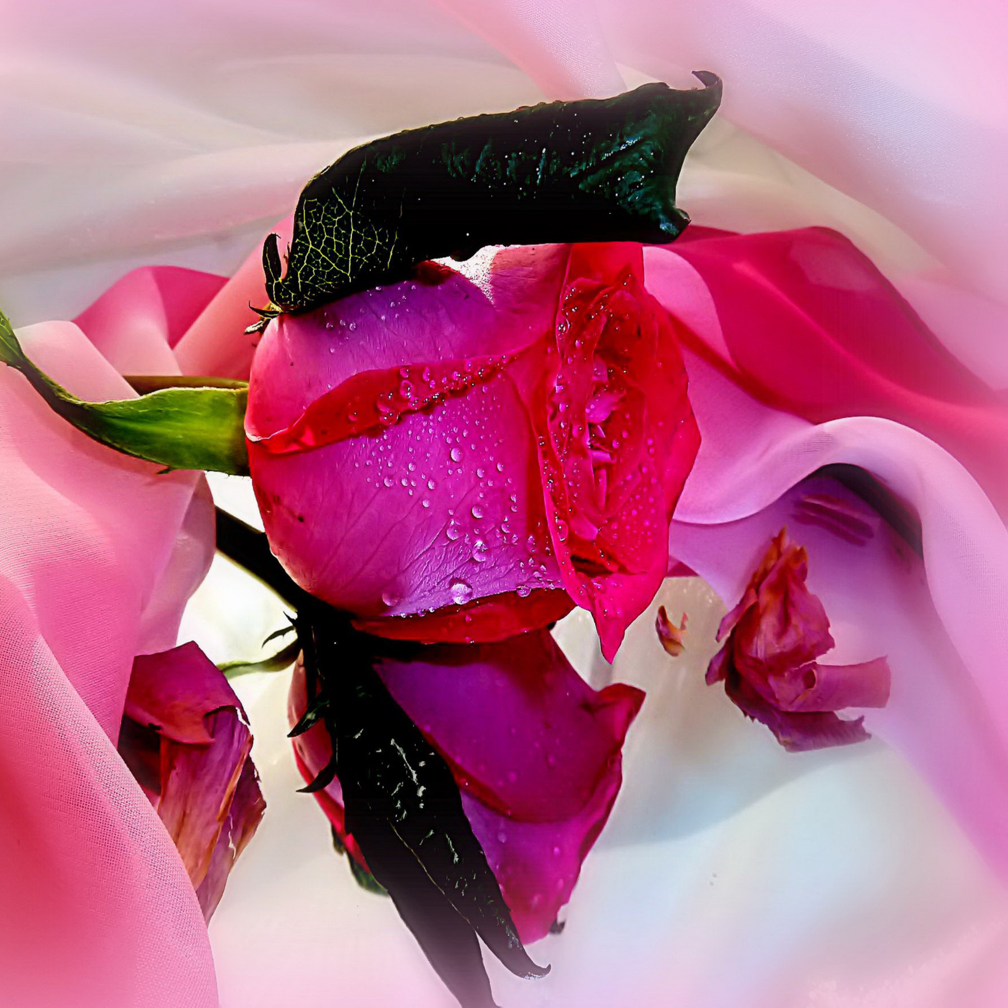 Обои Beautiful Roses 2048x2048