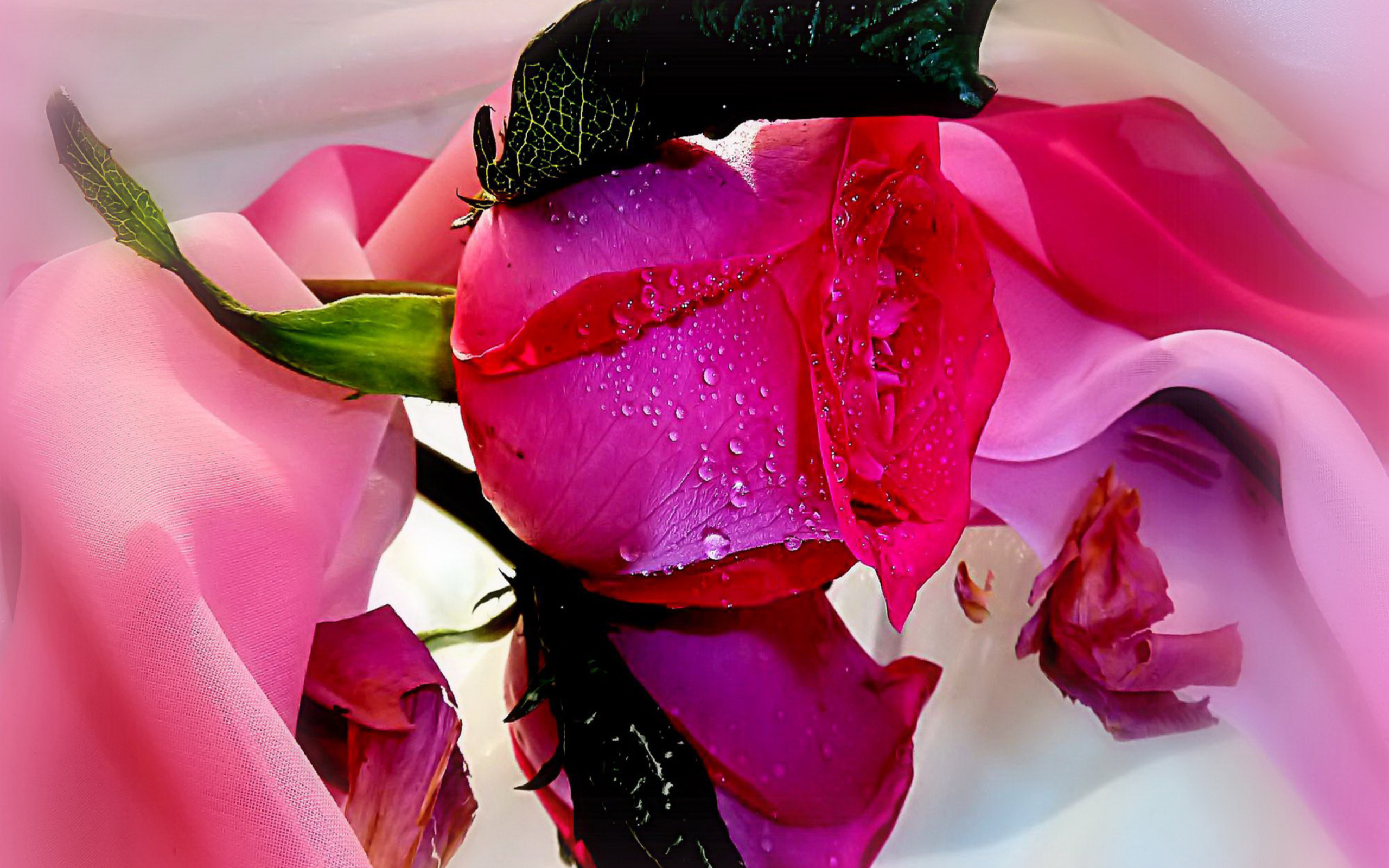 Das Beautiful Roses Wallpaper 2560x1600