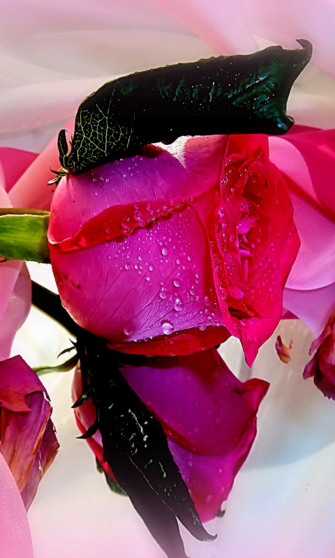 Beautiful Roses screenshot #1 480x800