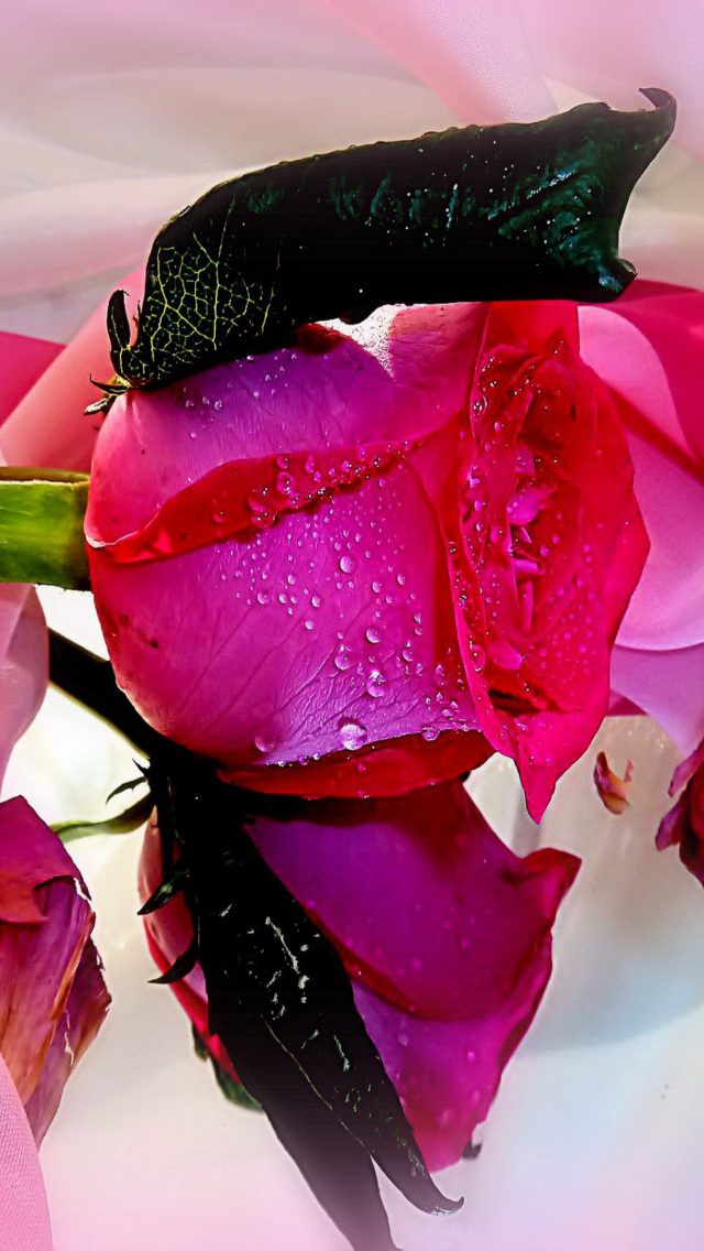 Das Beautiful Roses Wallpaper 640x1136