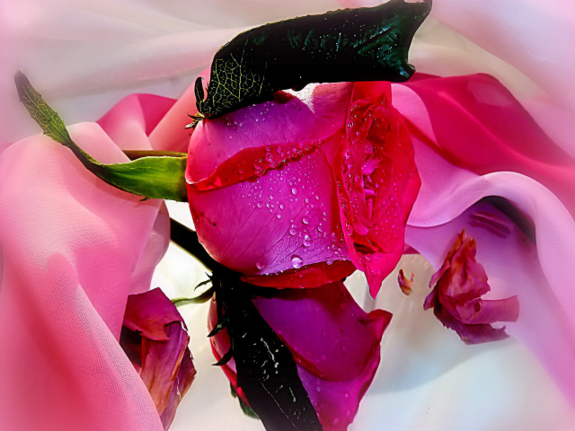 Das Beautiful Roses Wallpaper 640x480