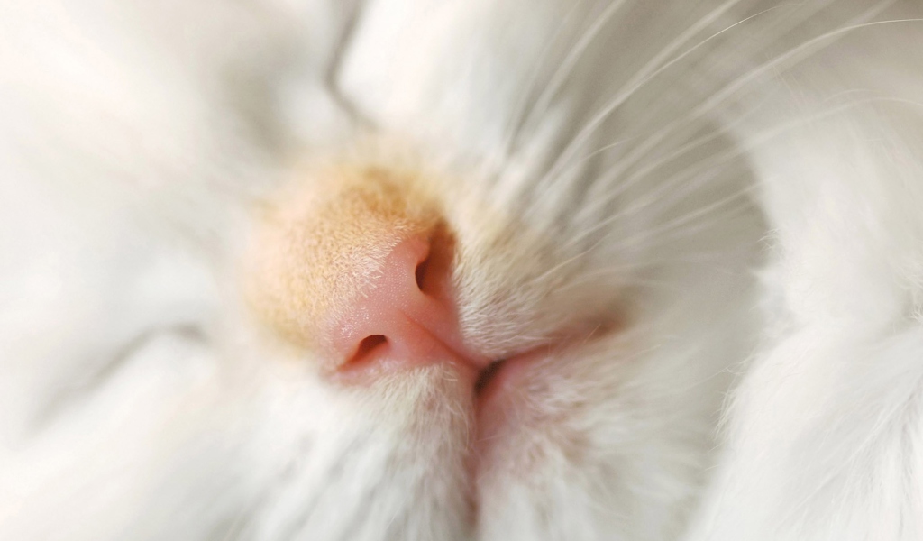 Das Cat Nose Wallpaper 1024x600
