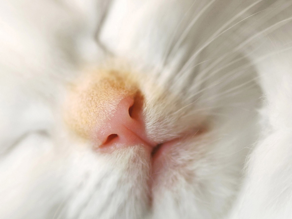 Das Cat Nose Wallpaper 1024x768