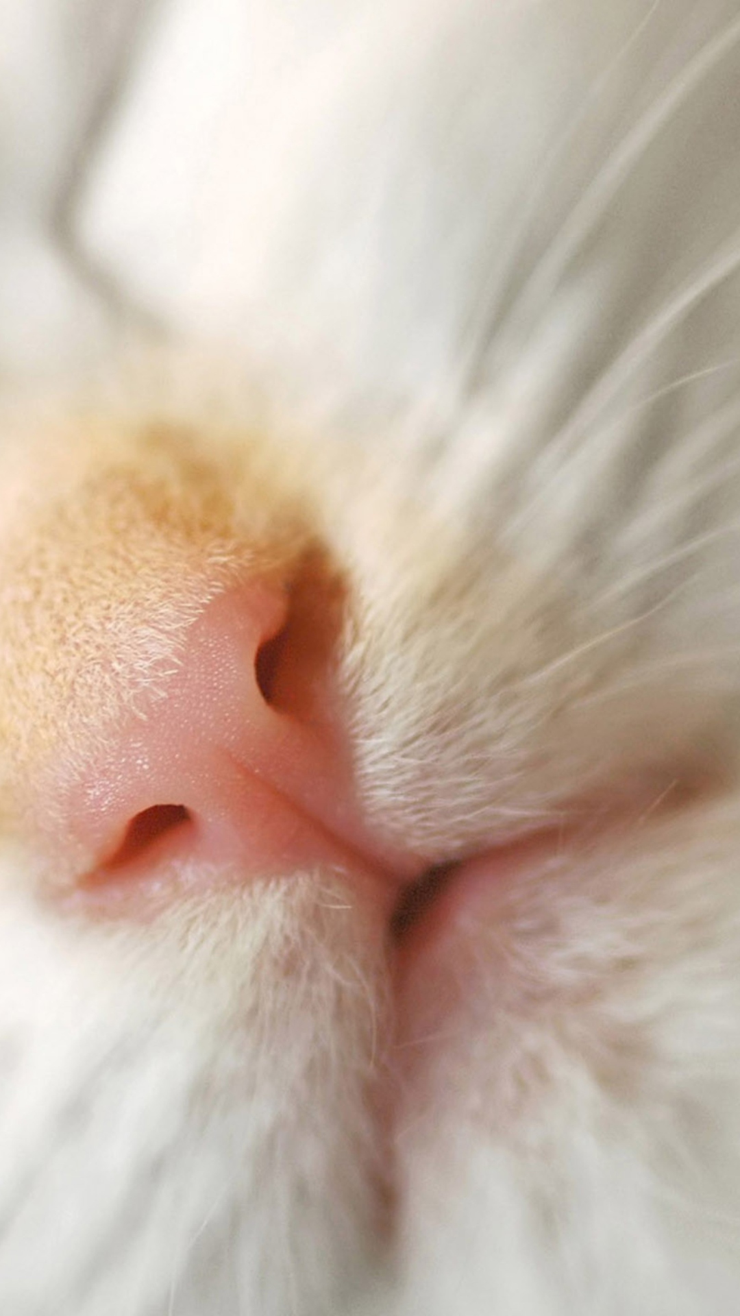Cat Nose wallpaper 1080x1920