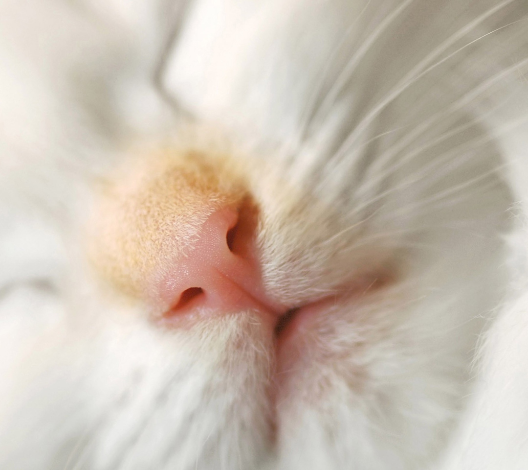 Das Cat Nose Wallpaper 1080x960