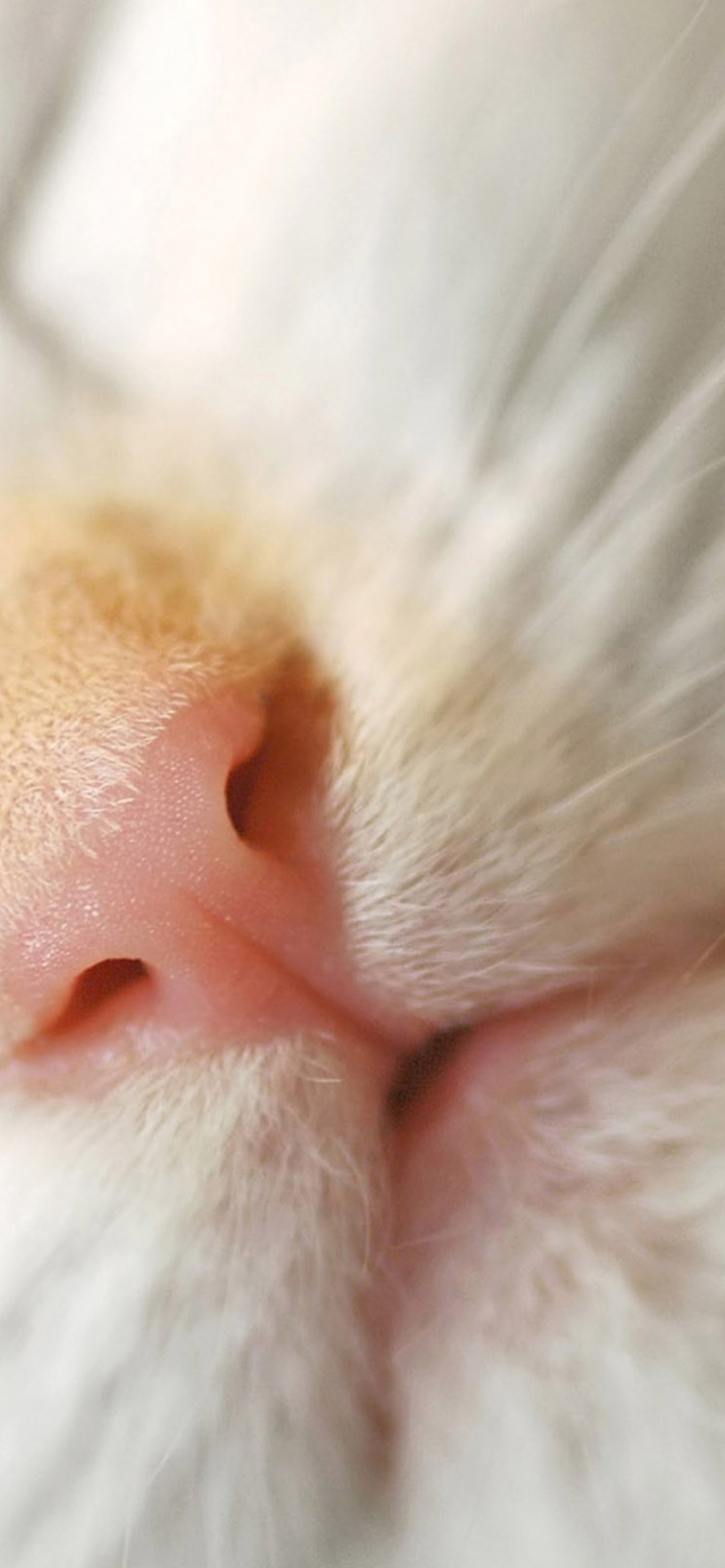Das Cat Nose Wallpaper 1170x2532