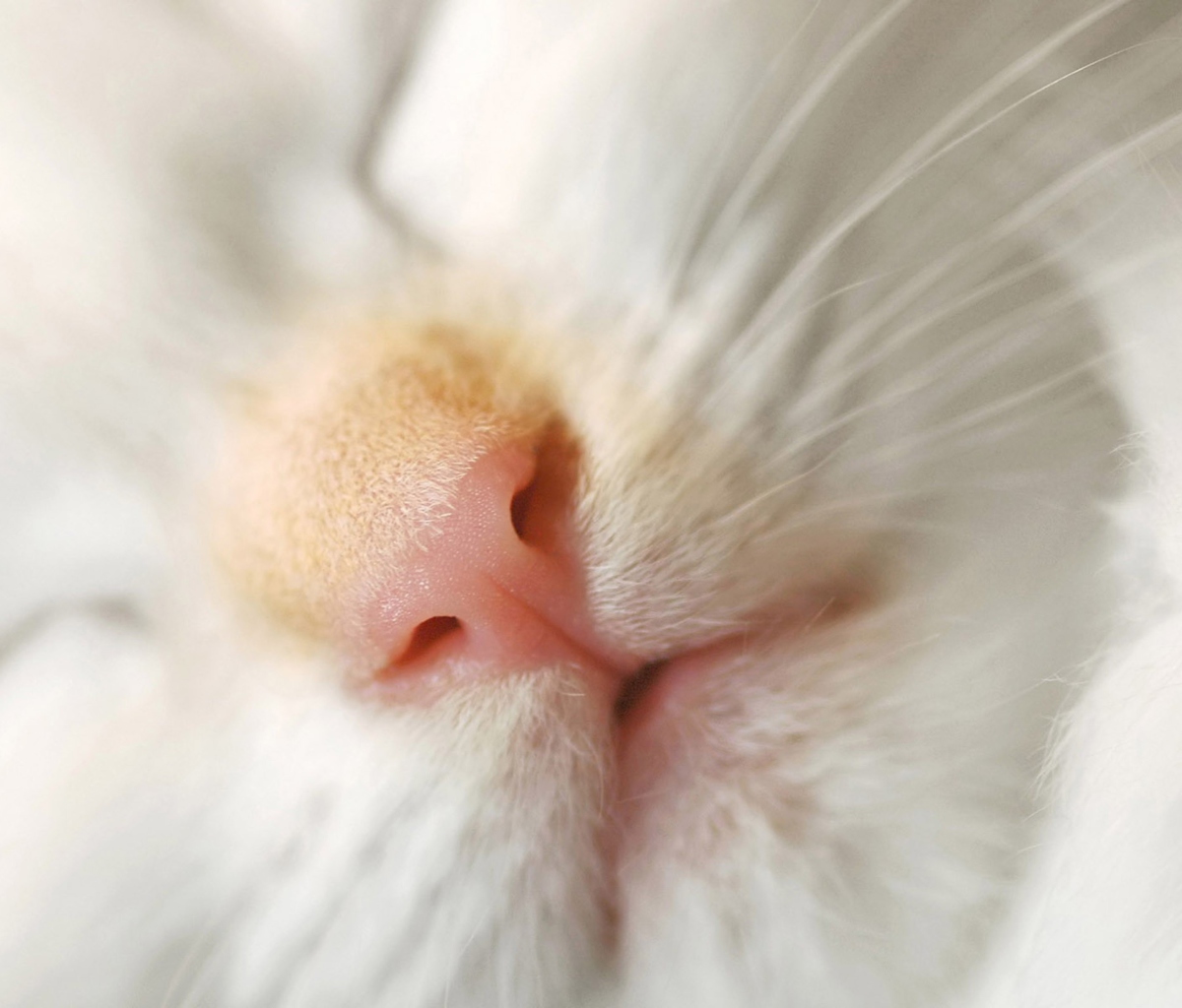Cat Nose wallpaper 1200x1024