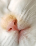 Das Cat Nose Wallpaper 128x160
