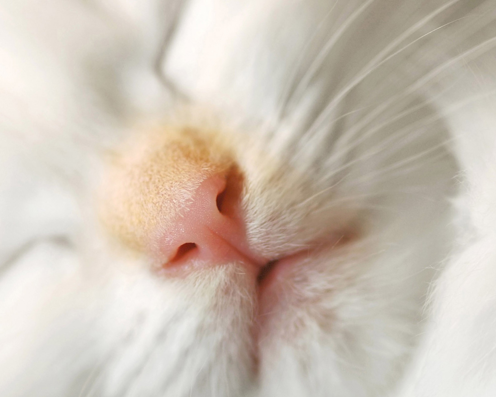 Das Cat Nose Wallpaper 1600x1280