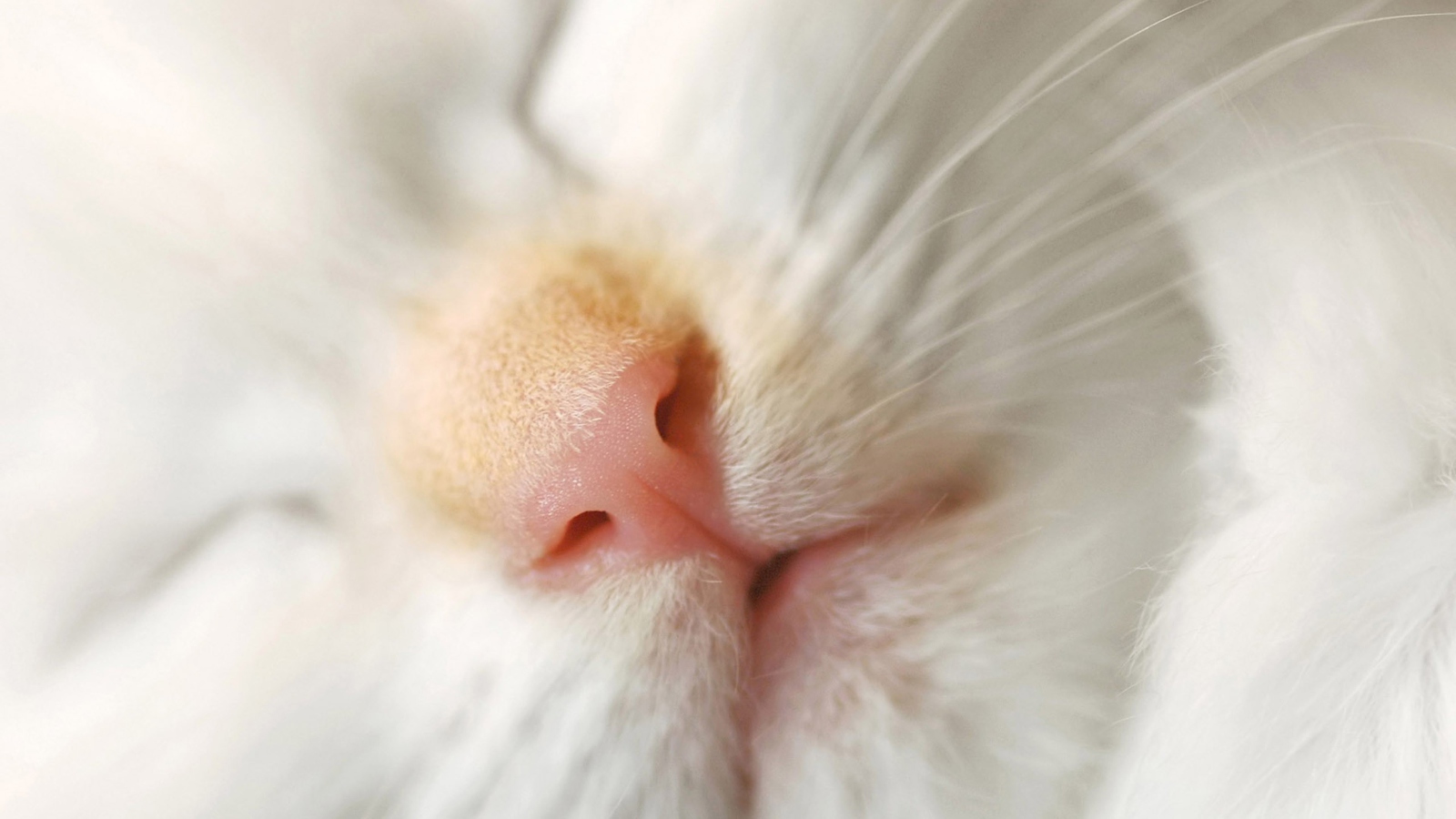 Screenshot №1 pro téma Cat Nose 1600x900