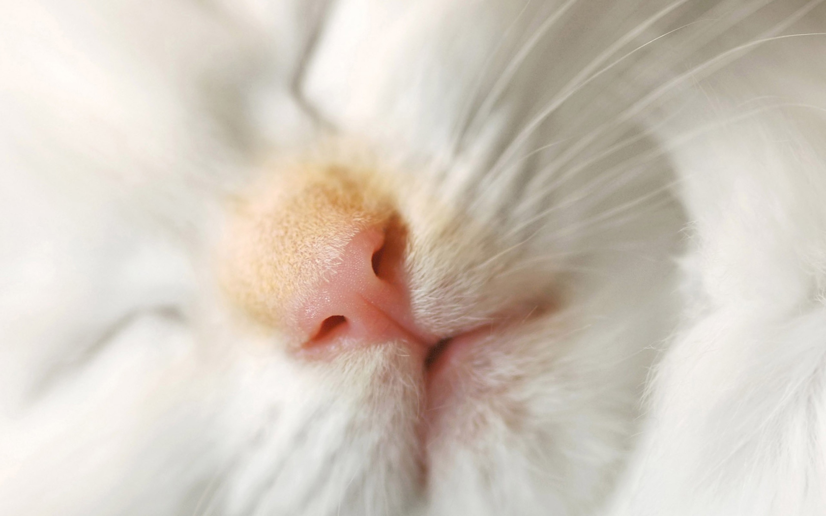 Cat Nose wallpaper 1680x1050