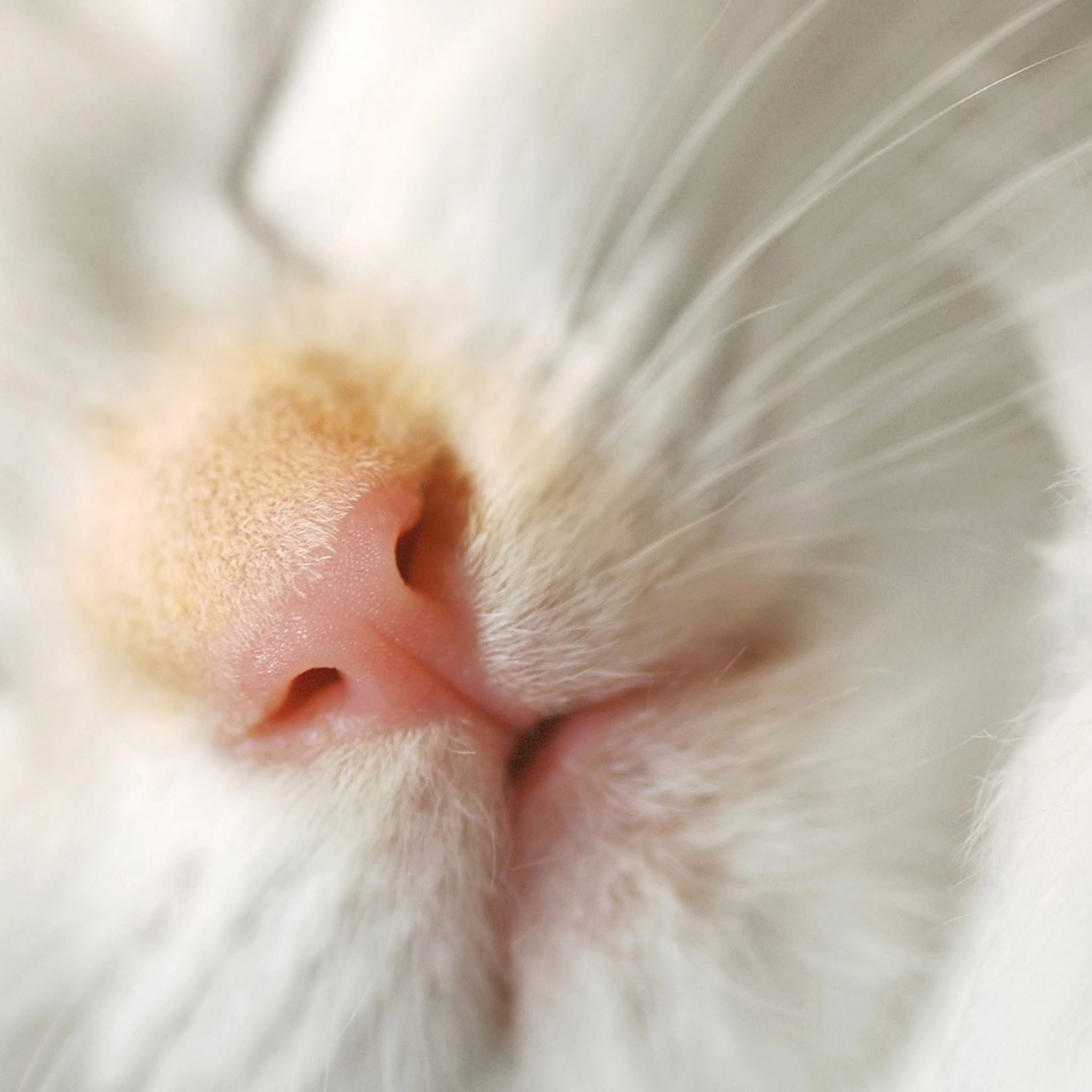 Das Cat Nose Wallpaper 2048x2048