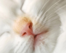 Cat Nose wallpaper 220x176