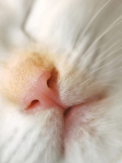 Das Cat Nose Wallpaper 240x320