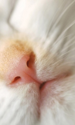 Das Cat Nose Wallpaper 240x400