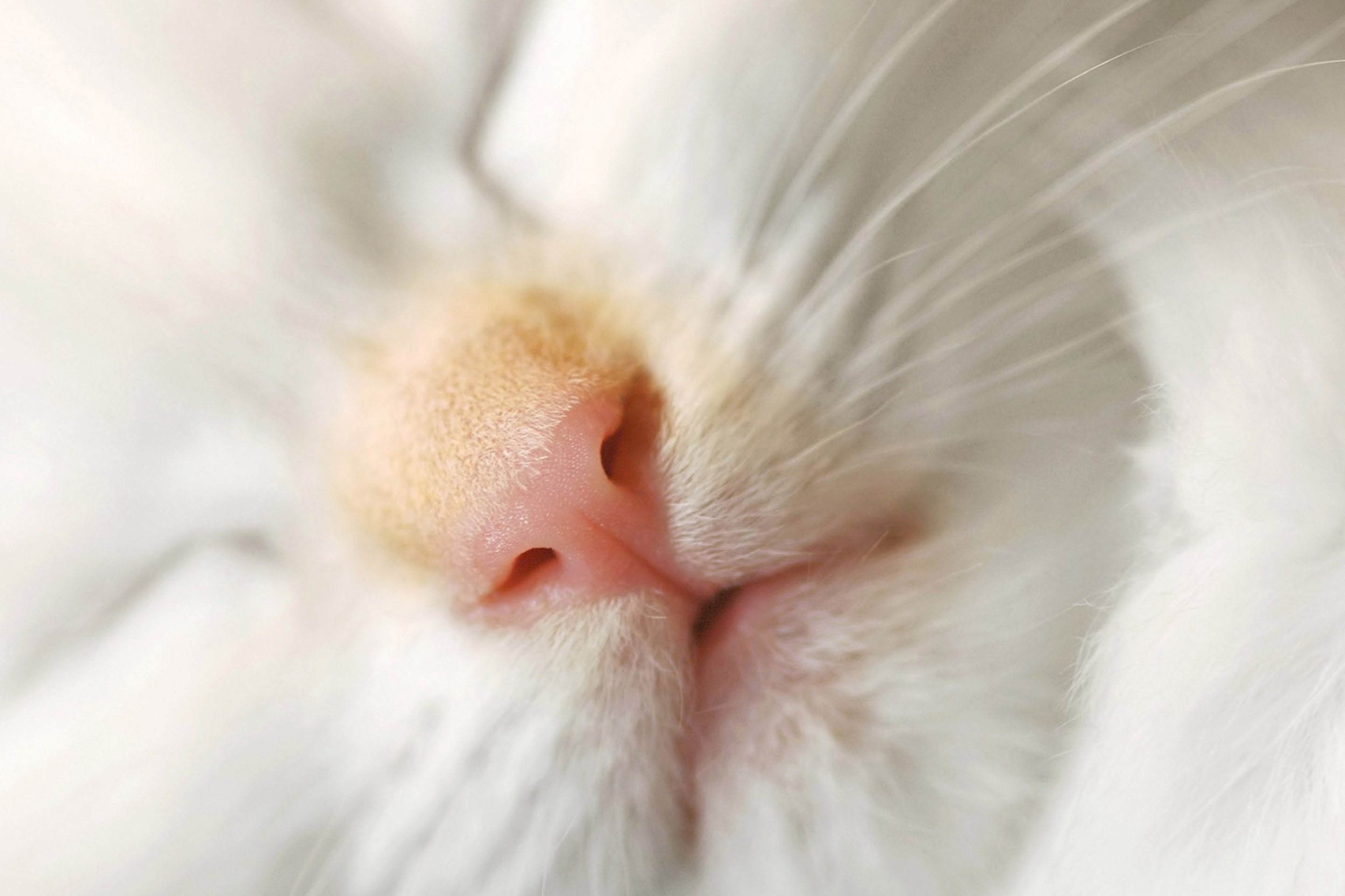 Das Cat Nose Wallpaper 2880x1920