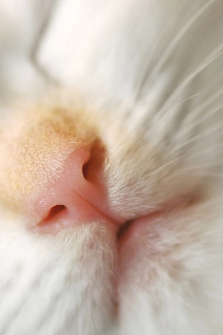 Das Cat Nose Wallpaper 320x480
