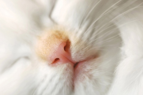 Cat Nose wallpaper 480x320