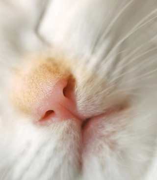 Cat Nose Background for Nokia Asha 311