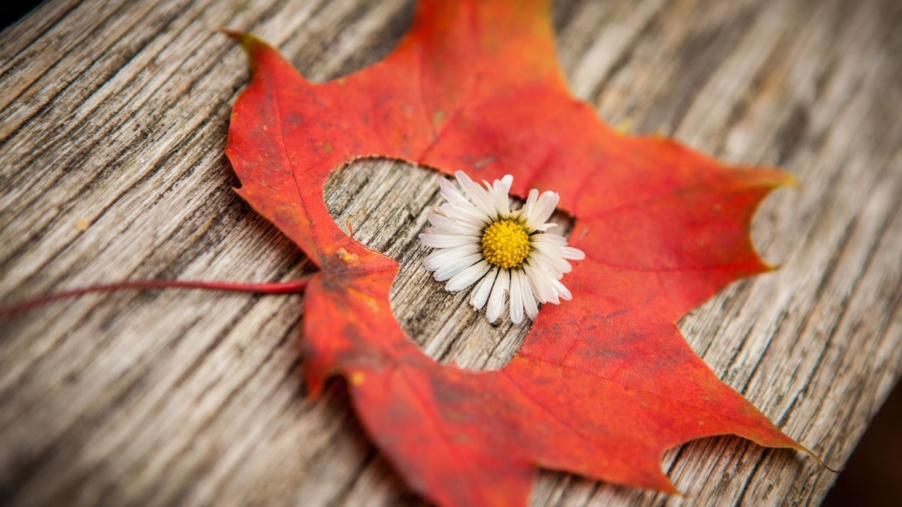 Fondo de pantalla Leaf Heart And Daisy 1280x720