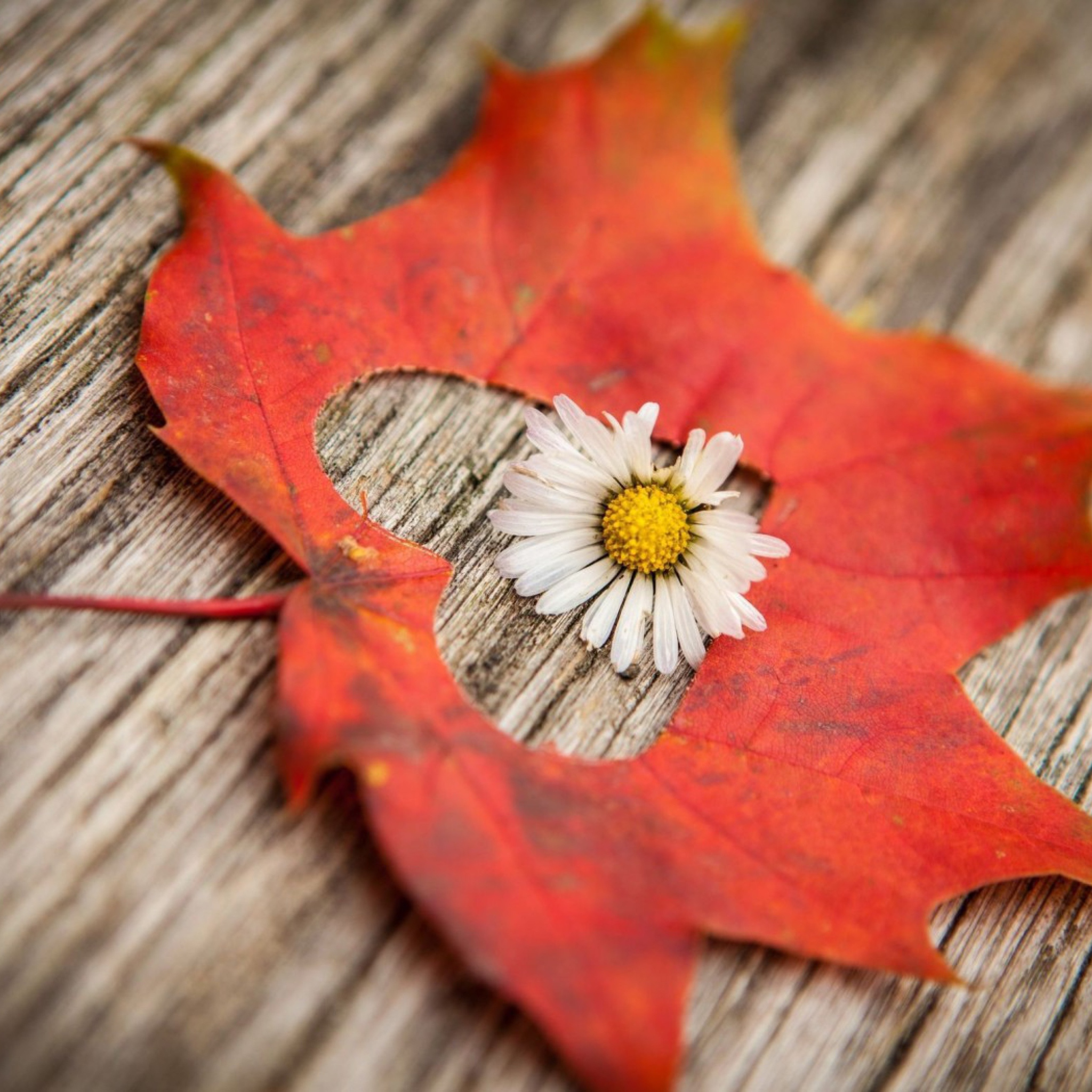 Fondo de pantalla Leaf Heart And Daisy 2048x2048