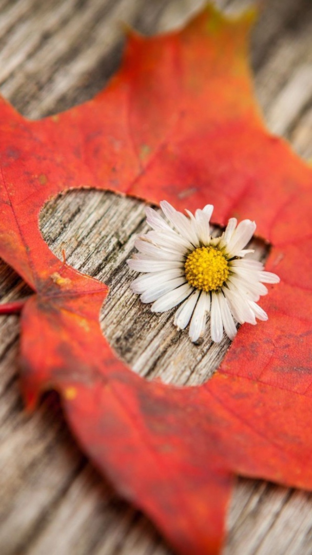 Leaf Heart And Daisy wallpaper 640x1136