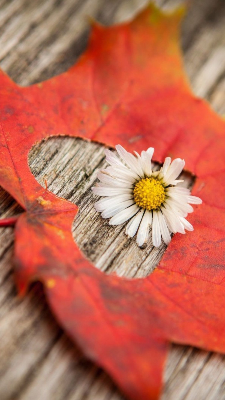 Leaf Heart And Daisy wallpaper 750x1334