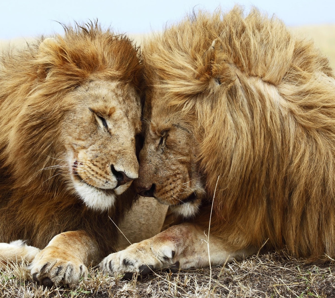 Lions Couple wallpaper 1080x960