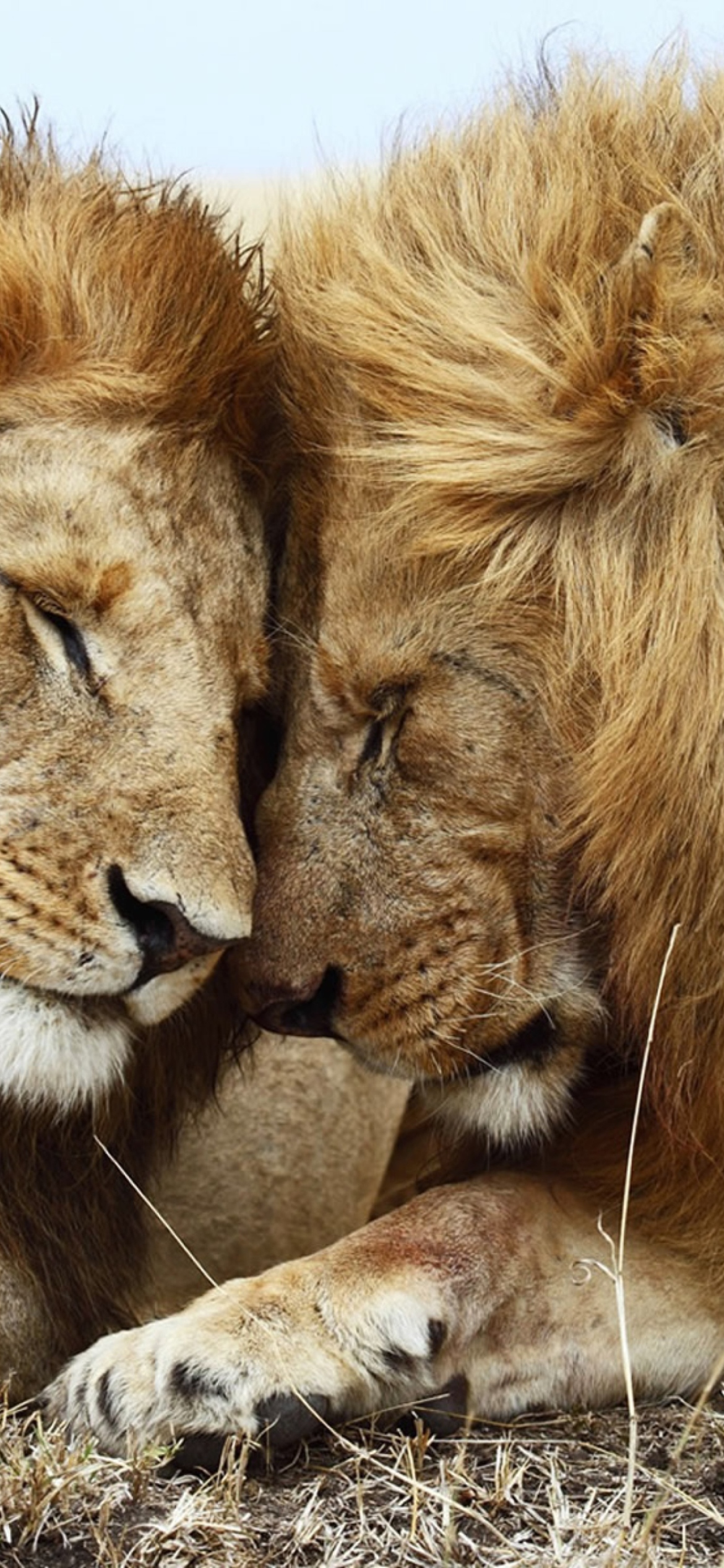 Lions Couple screenshot #1 1170x2532