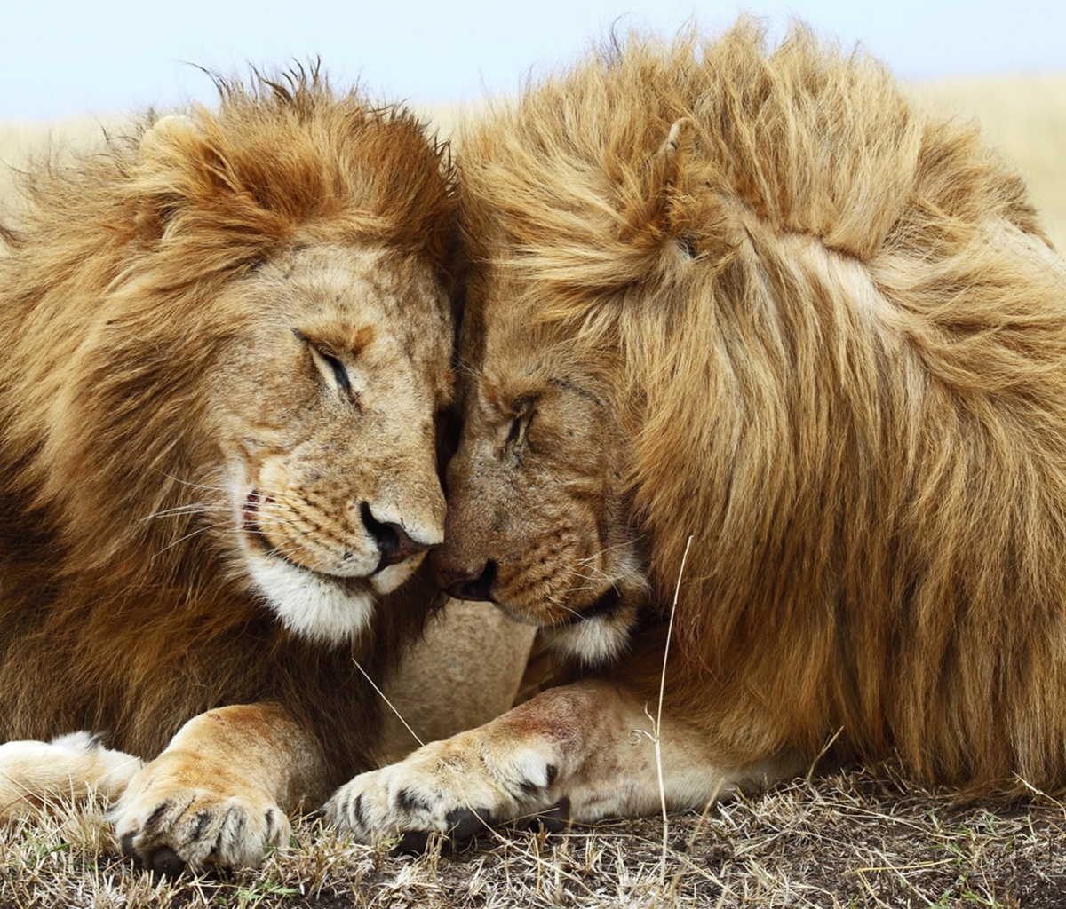 Sfondi Lions Couple 1200x1024