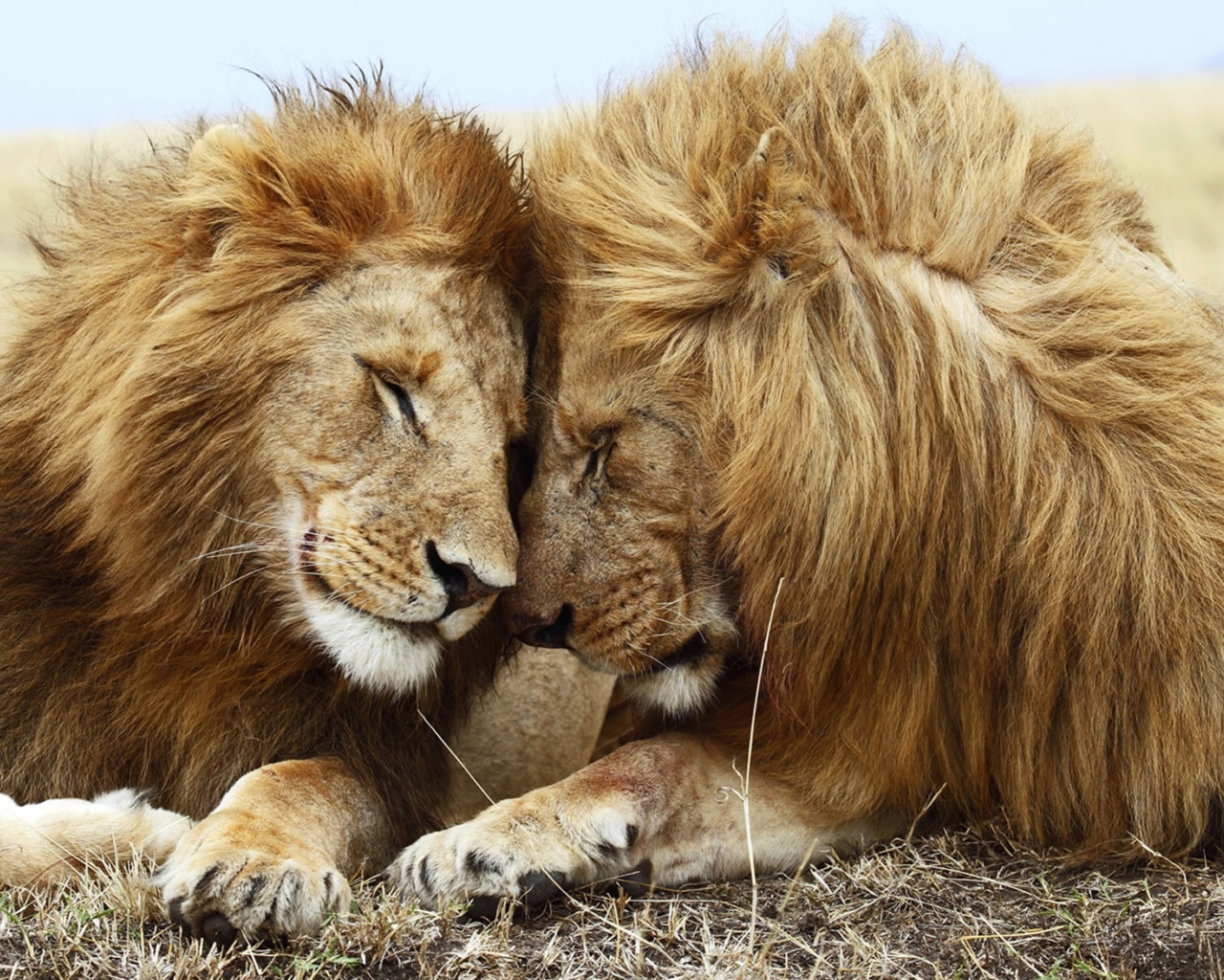 Lions Couple wallpaper 1280x1024