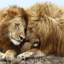 Fondo de pantalla Lions Couple 128x128
