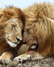 Das Lions Couple Wallpaper 176x220