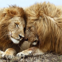 Das Lions Couple Wallpaper 208x208