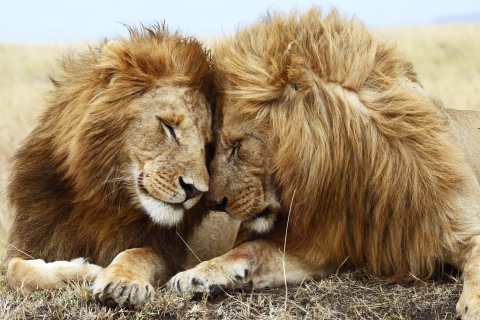 Обои Lions Couple 480x320