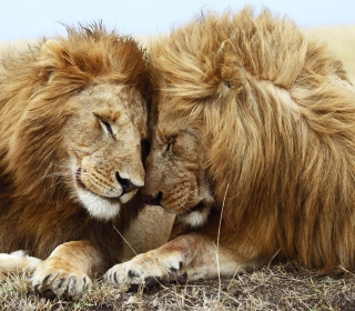 Lions Couple sfondi gratuiti per iPad mini