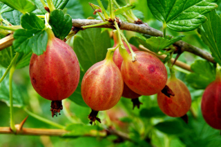 Free Gooseberry Picture for Android, iPhone and iPad