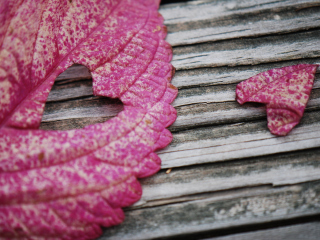 Das Pink Heart Leaf Wallpaper 320x240