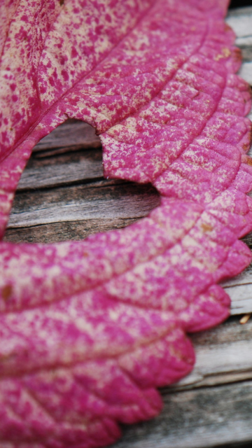 Pink Heart Leaf wallpaper 360x640