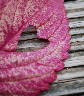 Pink Heart Leaf Picture for 240x320