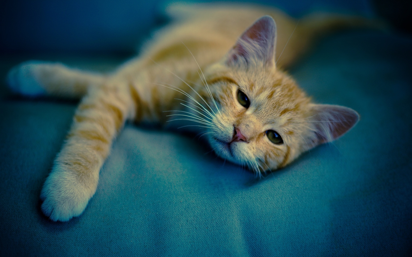 Обои Sleepy Cat 1680x1050