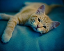 Das Sleepy Cat Wallpaper 220x176