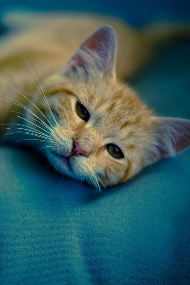 Sleepy Cat wallpaper 640x960