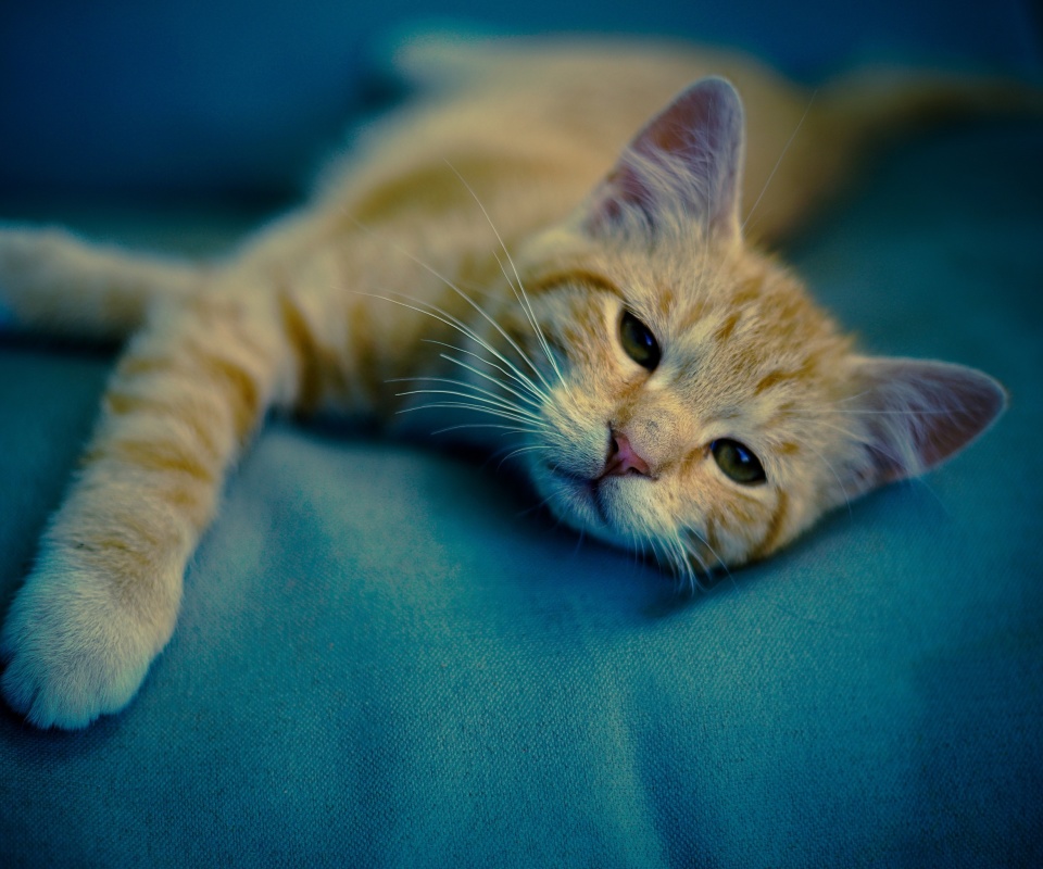 Das Sleepy Cat Wallpaper 960x800