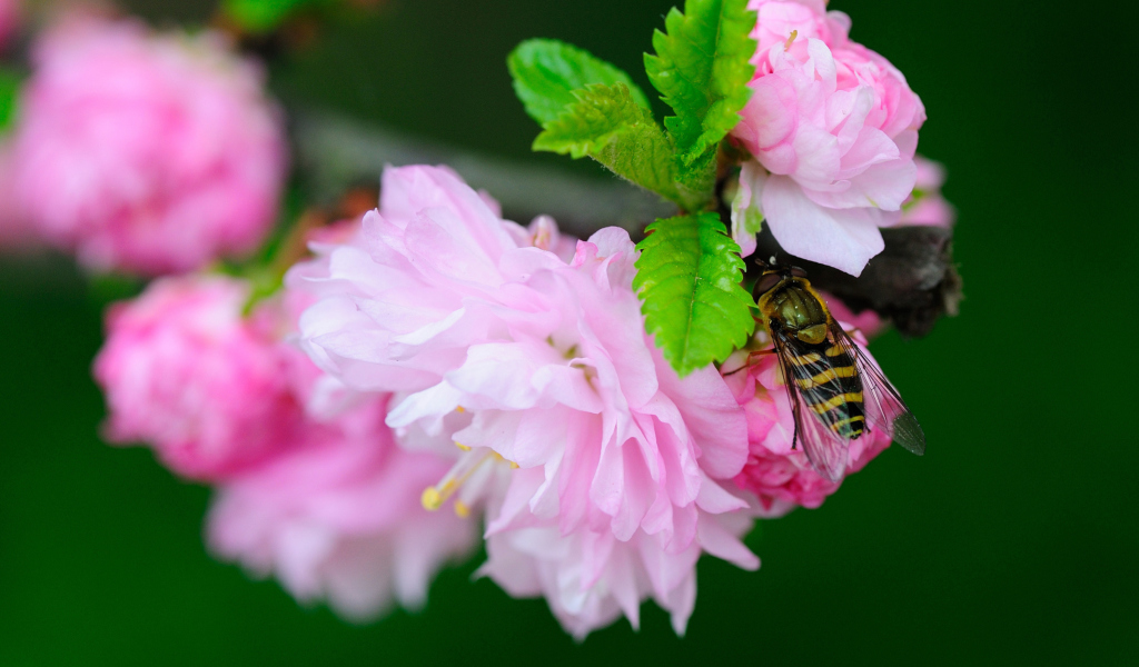 Bee On Pink Rose screenshot #1 1024x600