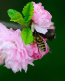 Bee On Pink Rose screenshot #1 128x160