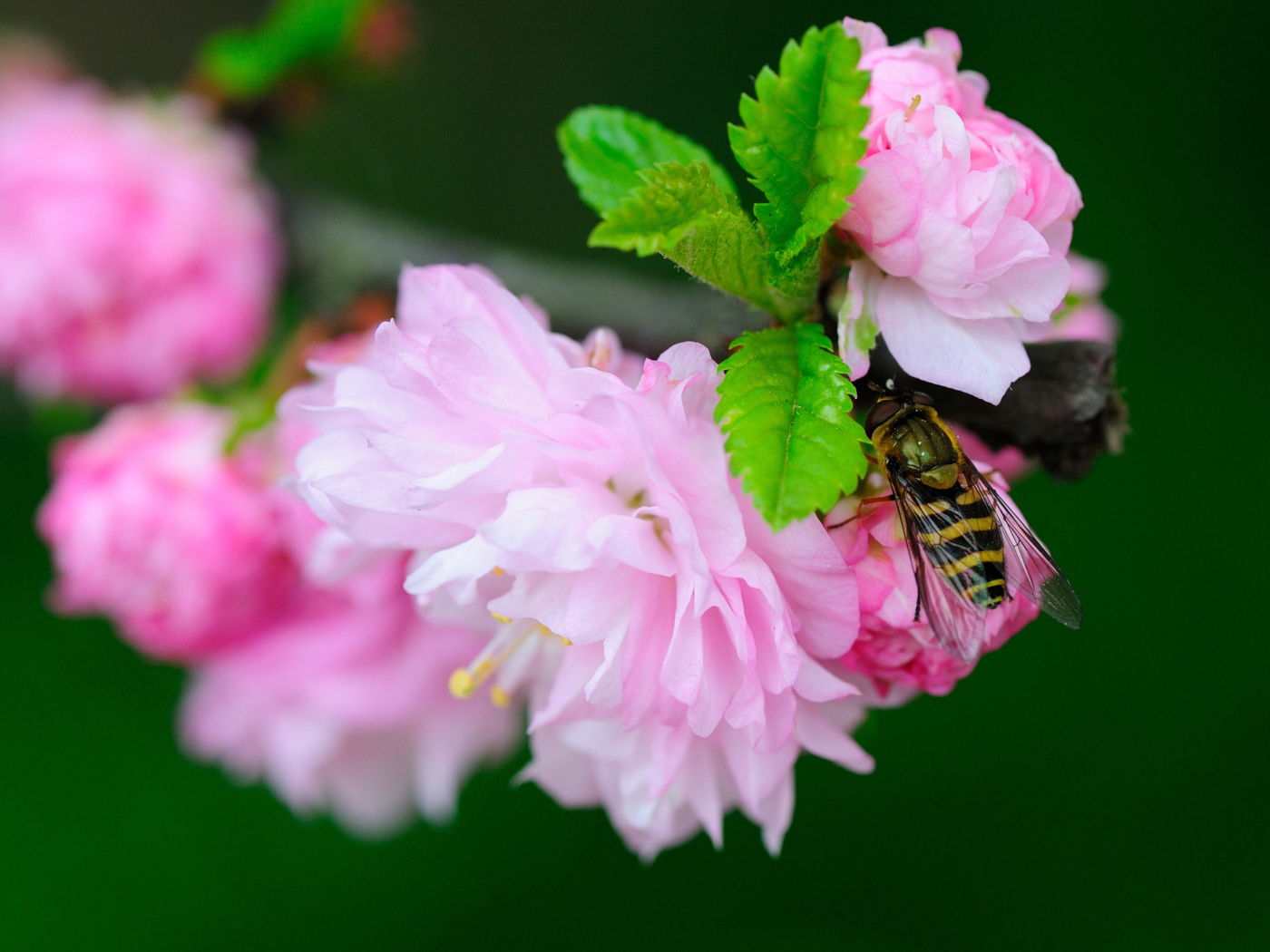 Screenshot №1 pro téma Bee On Pink Rose 1400x1050