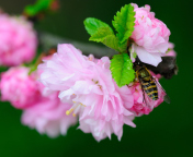Das Bee On Pink Rose Wallpaper 176x144